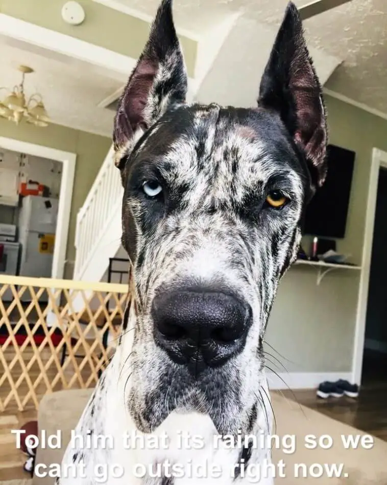 17 Best Great Dane Memes