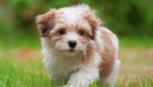 10+ Pros and Cons of Owning a Havanese