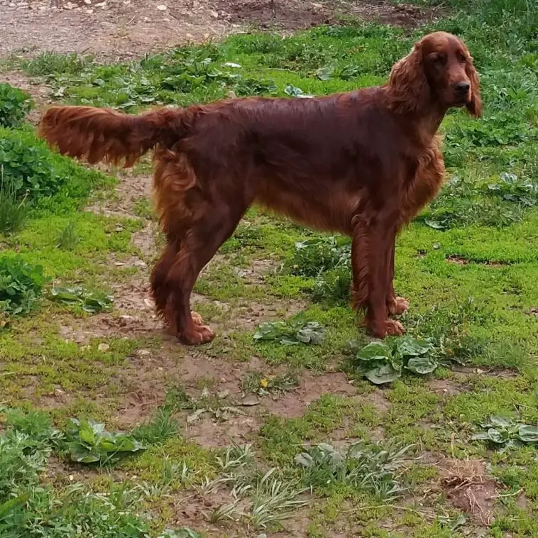 irish setter 2881