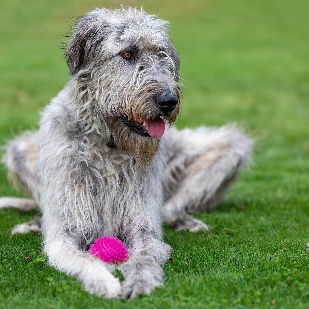 16-pictures-that-prove-irish-wolfhound-are-perfect-weirdos-page-3-of