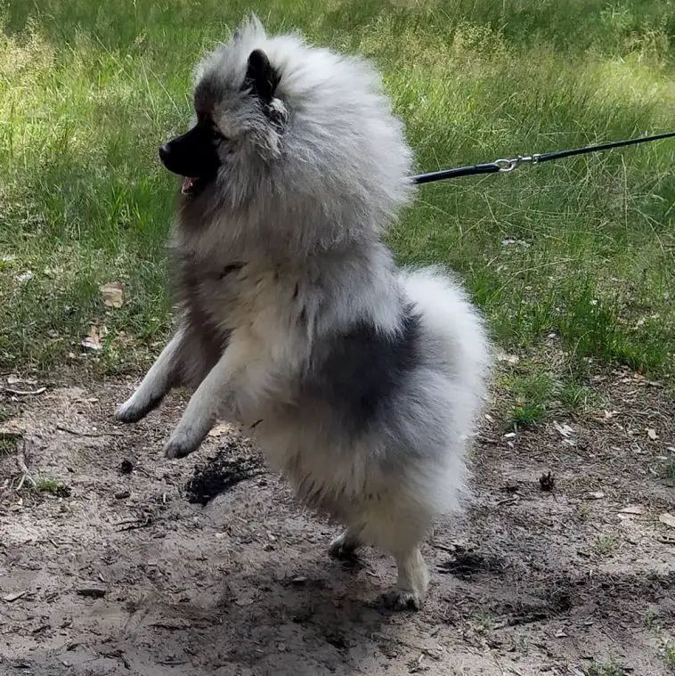 stuffed keeshond