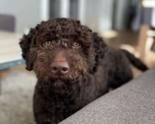 15 Things You'll Only Understand If You Have a Lagotto Romagnolo