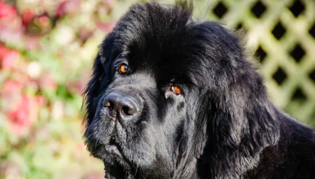 Newfoundland: Dog Breed Information - PetTime