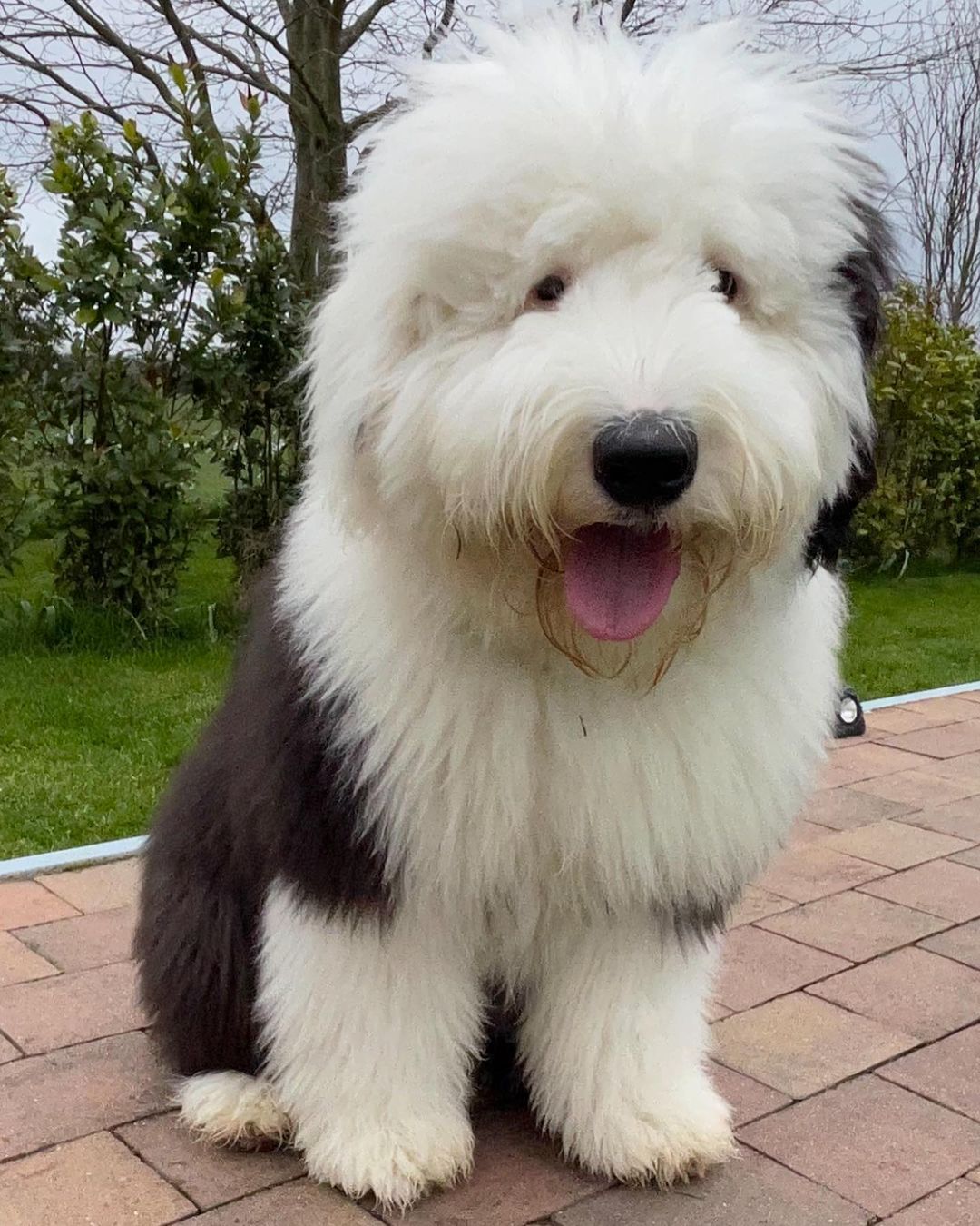 16 Facts About Raising and Training Old English Sheepdogs - Page 3 of 6 ...