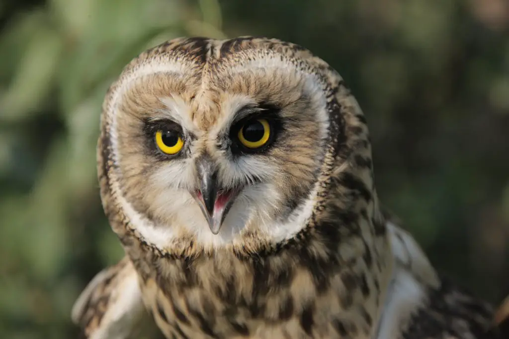All About Birds: Owls (17 Pics) - PetTime