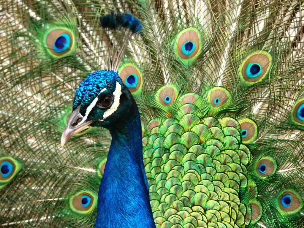 all-about-birds-peacocks-15-pics-pettime