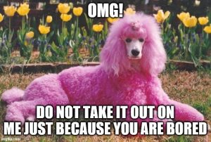 17 Best Poodle Memes - Page 5 of 6 - PetTime