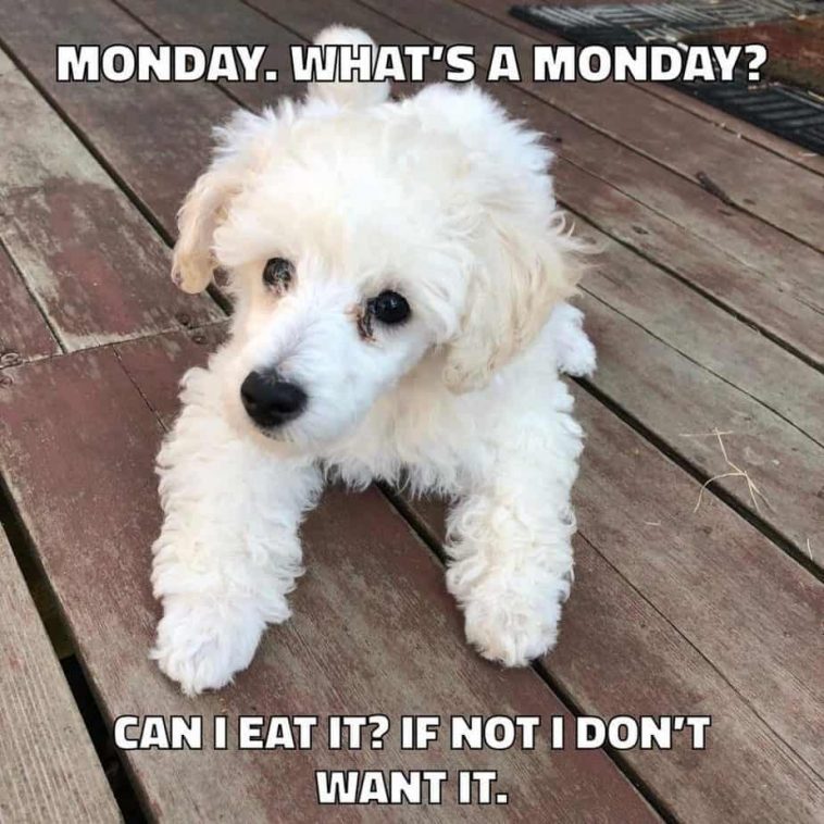 17 Best Poodle Memes - PetTime