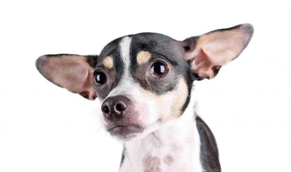 Rat Terrier: Dog Breed Information