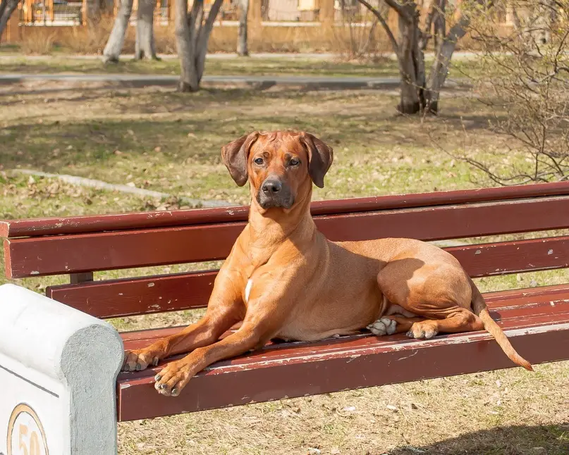 15 Facts About Raising and Training Rhodesian Ridgebacks - Page 3 of 5 - PetTime