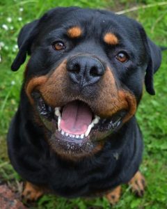 15 Historical Facts About Rottweilers You Might Not Know - PetTime