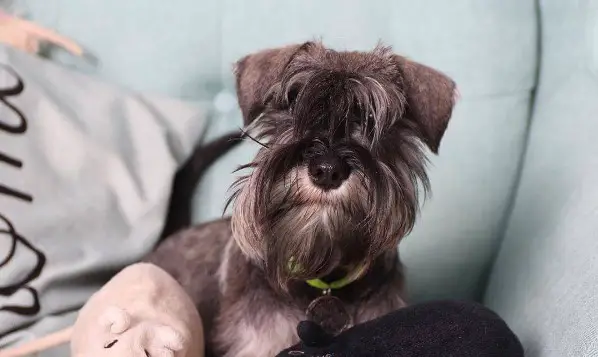 15 Reasons Why Your Schnauzer Staring At You Right Now