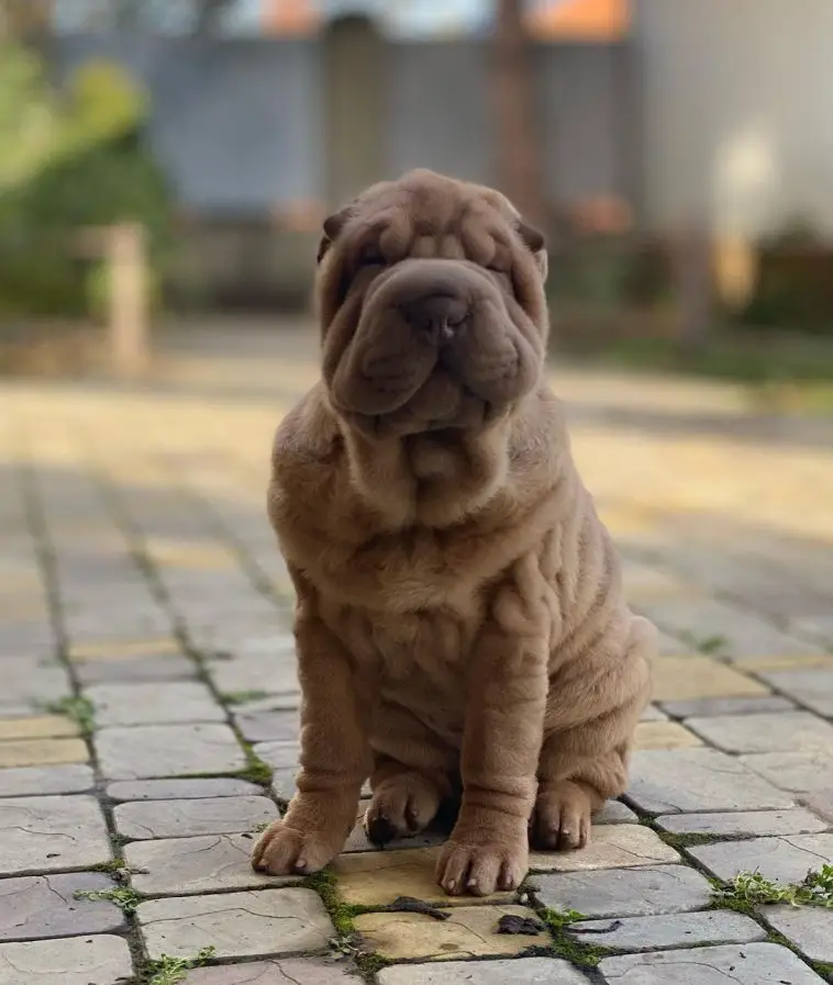 15 Informative and Interesting Facts About Shar-Peis - Page 4 of 5 ...