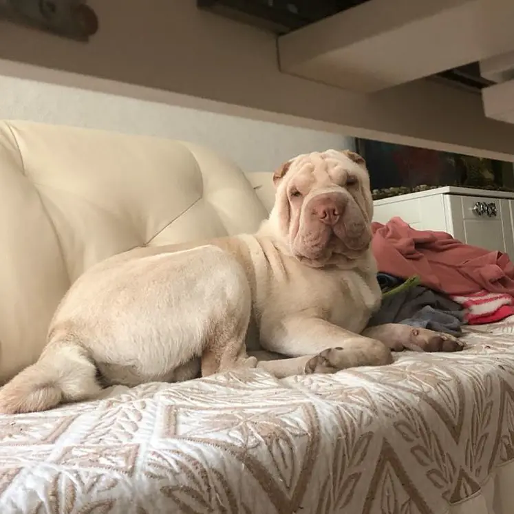 shar pei crypto