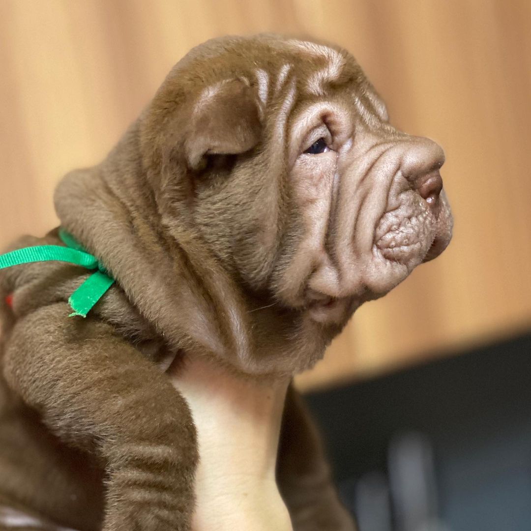 17 Historical Facts About Shar-Peis You Might Not Know