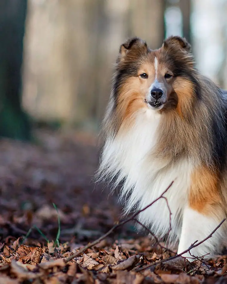 15 Amazing Facts About Shetland Sheepdogs You Might Not Know