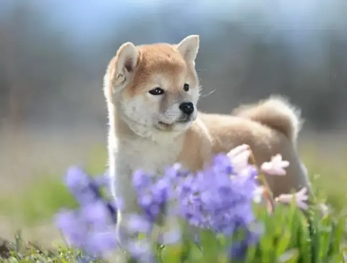 Shiba Inu: Dog Breed Information - PetTime