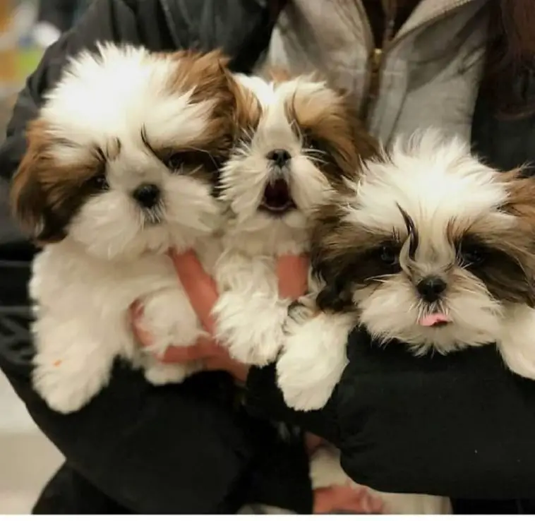 15 Reasons Why You Should Never Own Shih Tzu