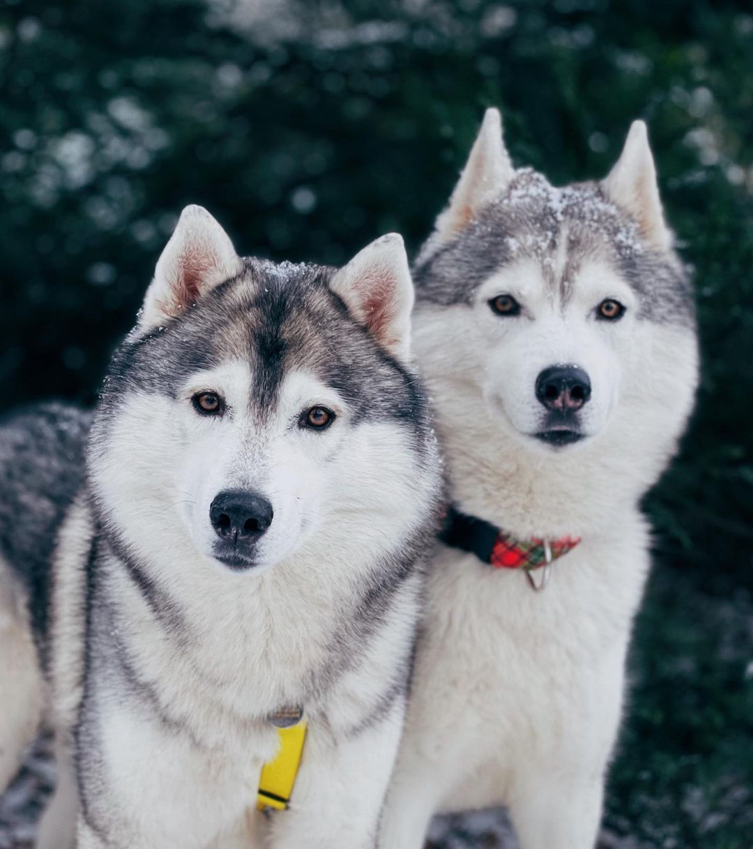 15 Amazing Facts About Siberian Husky Dogs You Might Not Know - PetTime