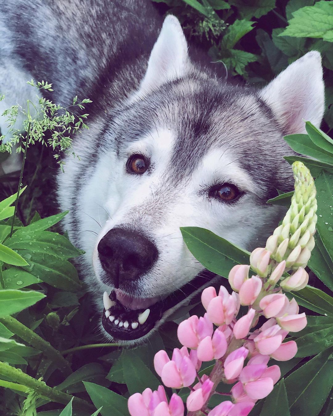 15 Facts About Raising and Training Siberian Husky Dogs