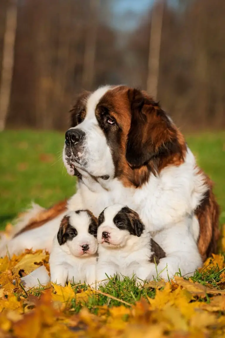 16-amazing-facts-about-st-bernards-you-might-not-know-pettime