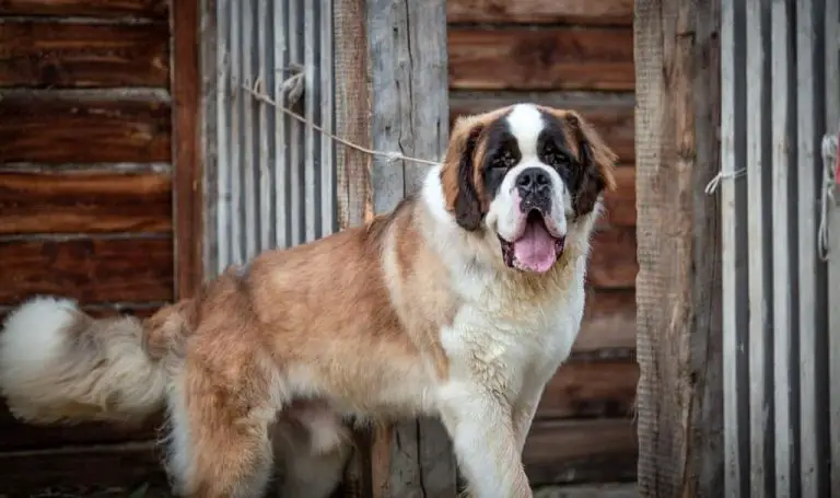 16 Pros and Cons of Owning St Bernards