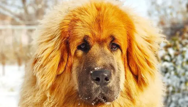 Tibetan Mastiff: Dog Breed Information - PetTime