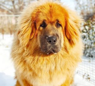 Tibetan Mastiff: Dog Breed Information - PetTime