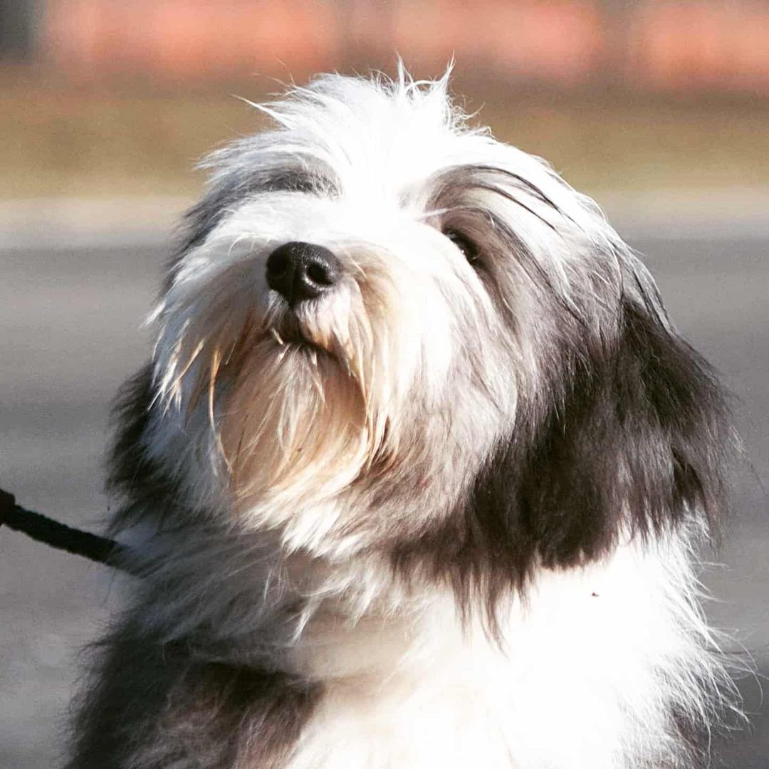 15 Facts About Raising and Training Tibetan Terriers - Page 3 of 5 ...