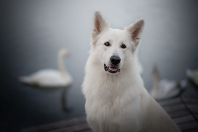 Breed Review: White Swiss Shepherd Dog (17 Pics) - PetTime