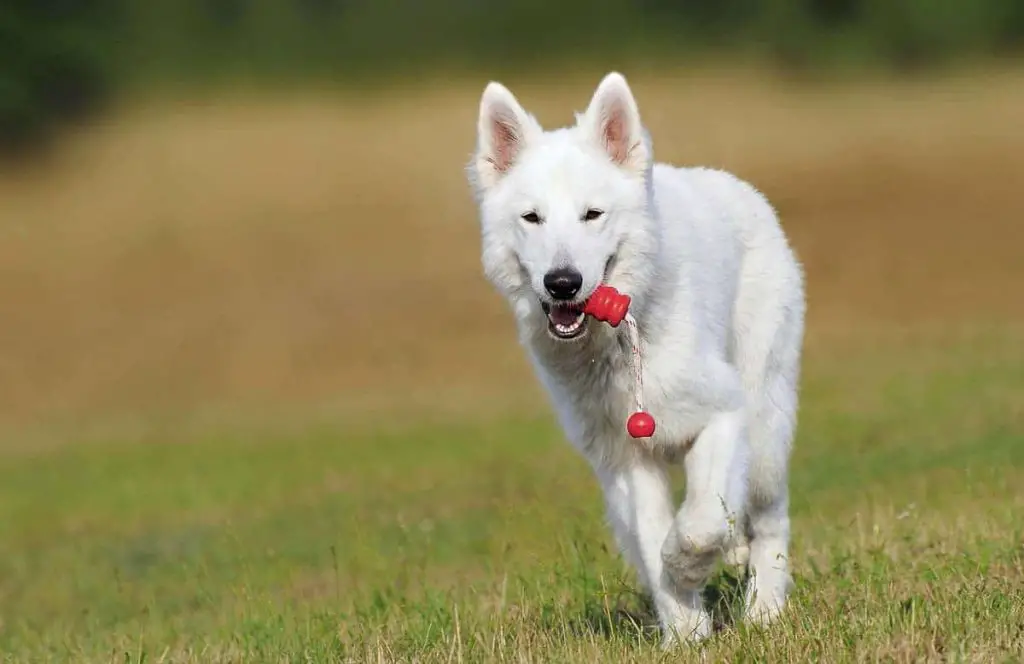 Breed Review: White Swiss Shepherd Dog (17 Pics) - Page 5 of 6 - PetTime