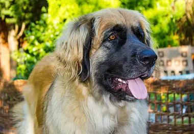 15 Things Only Leonberger Owners Would Understand - PetTime