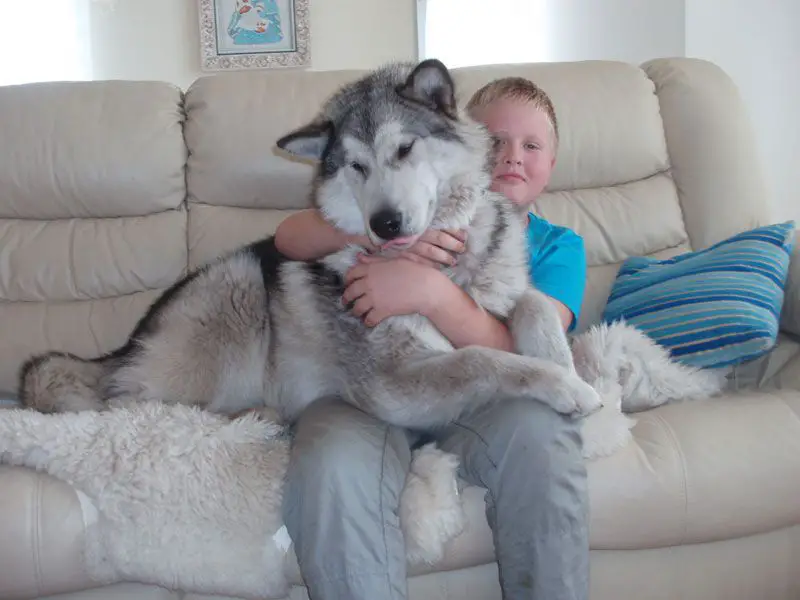 16 Reasons Alaskan Malamutes Are Not The Friendly Dogs Everyone Says ...