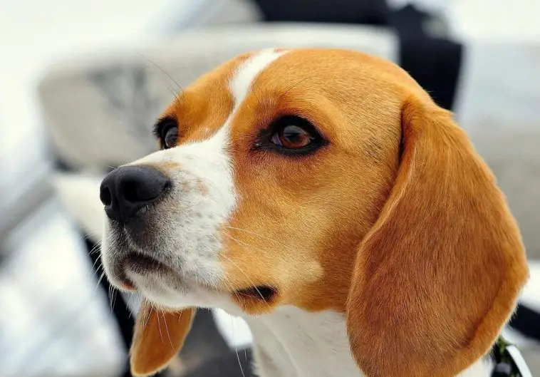 Breed Review: Beagle (18 Pics) - PetTime