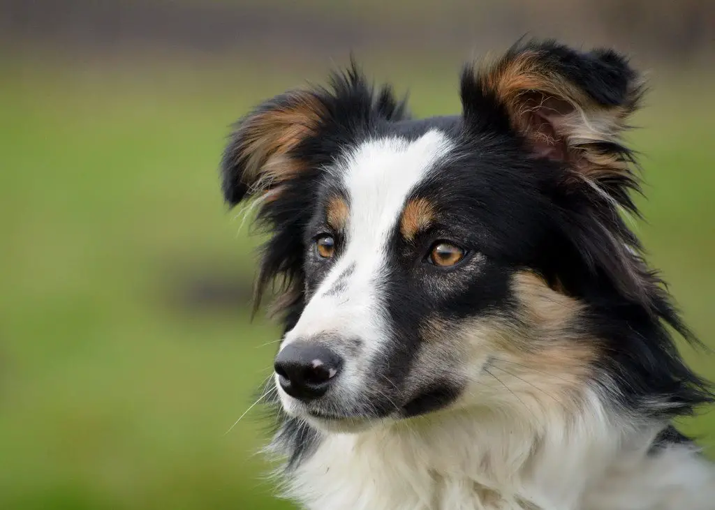 Breed Review: Border Collie (18 Pics)