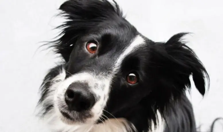 15 Reasons Why Border Collies are the Best Dogs Ever