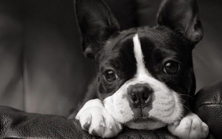 Breed Review Boston Terrier (17 Pics) PetTime