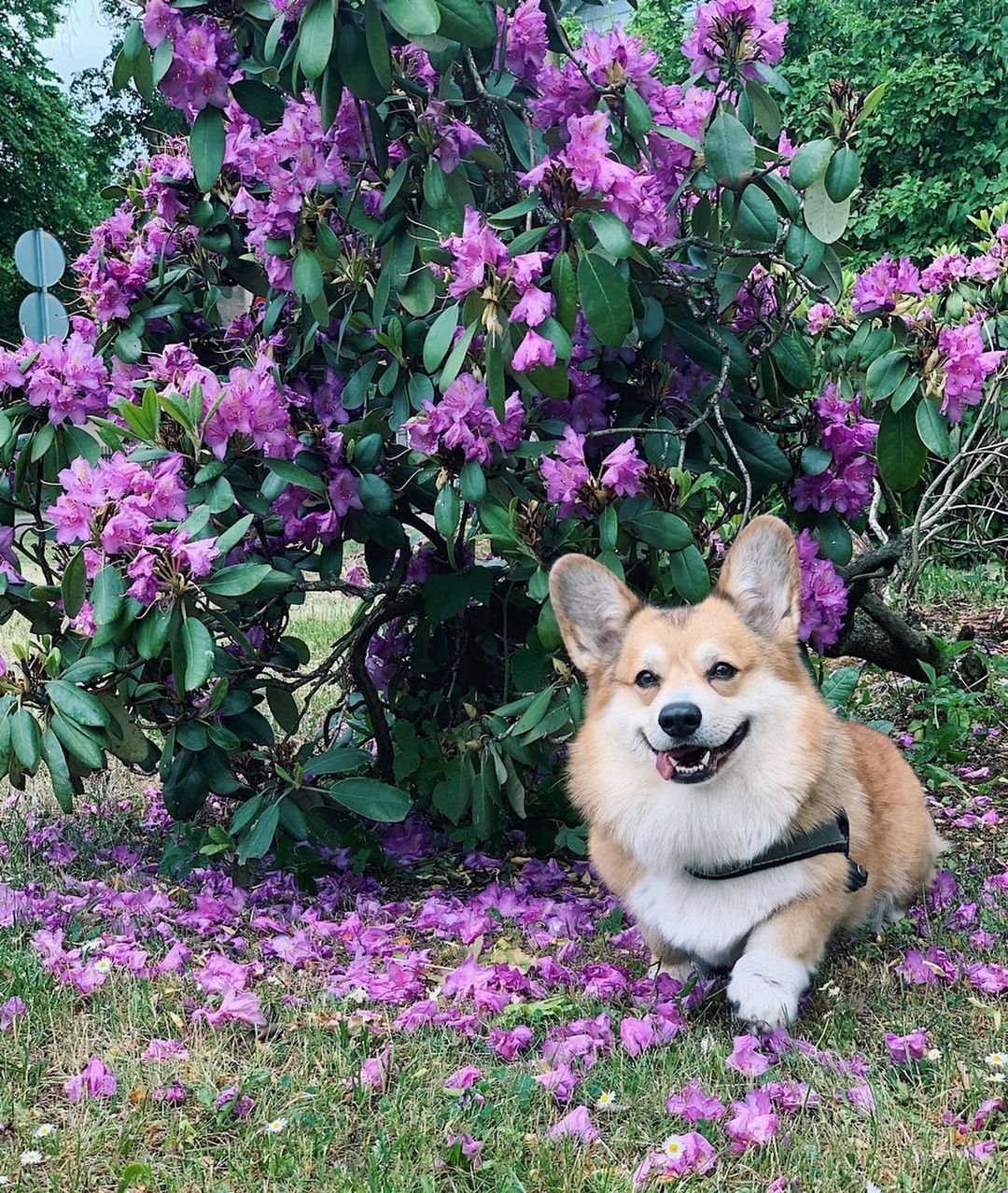 17 Amazing Facts About Corgis You Might Not Know - PetTime