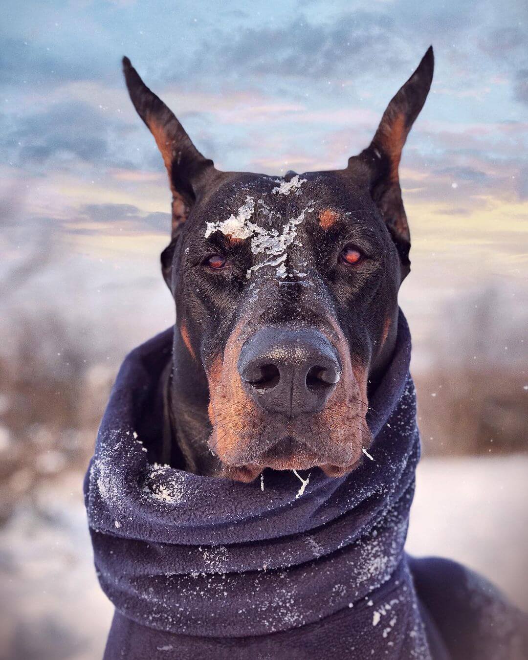 15 Pictures That Prove Doberman Pinschers Are Perfect Weirdos - Page 2