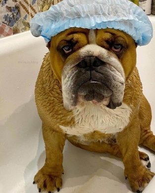15 Reasons Why Your English Bulldog is Staring at You Right Now - PetTime