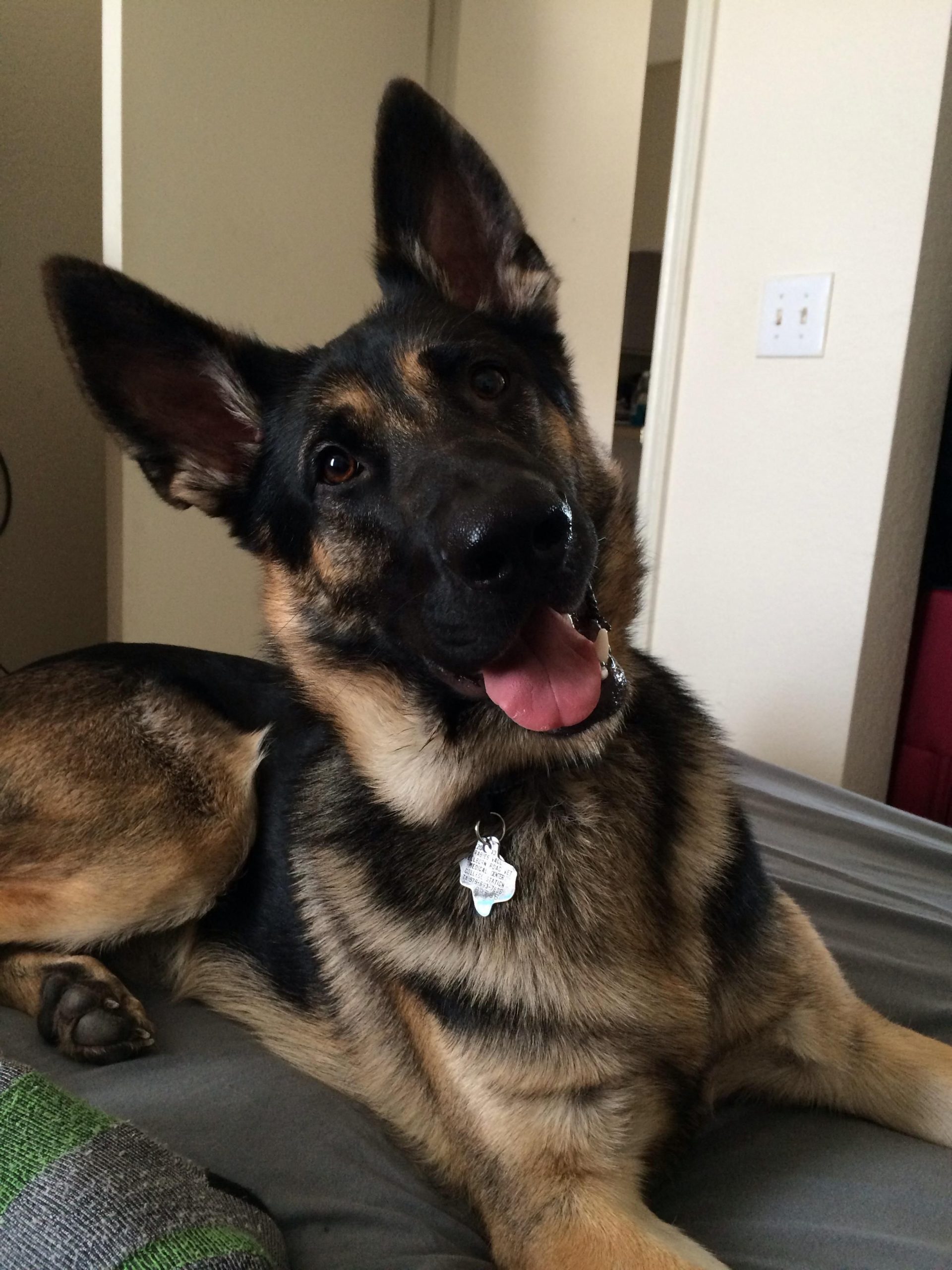 15 German Shepherds That Will Bring A Smile To Anyones Face Page 5