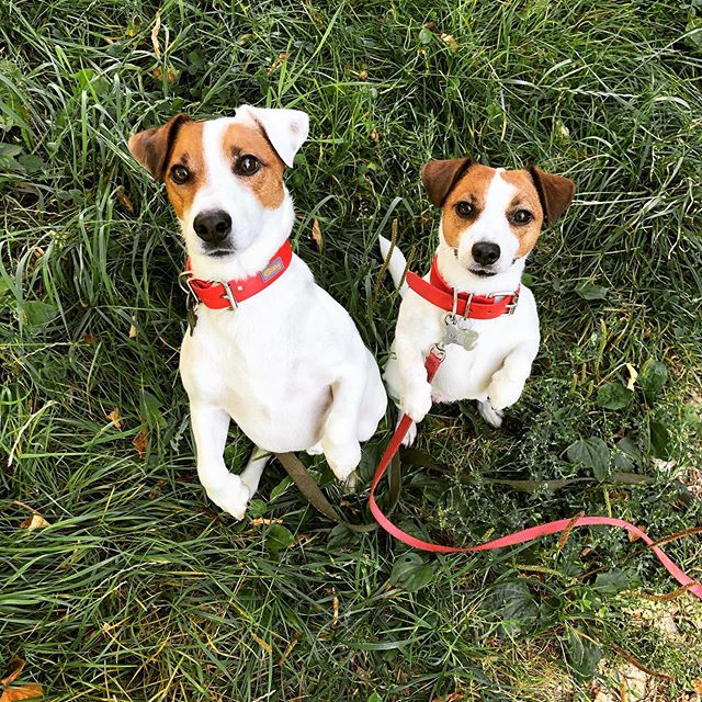 15 Signs You Are A Crazy Jack Russell Person - PetTime