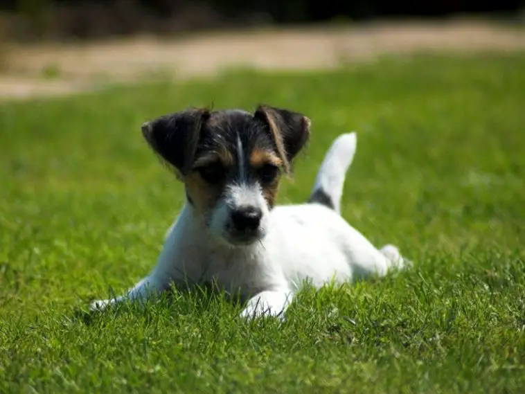 Breed Review: Jack Russell Terrier (19 Pics) - PetTime