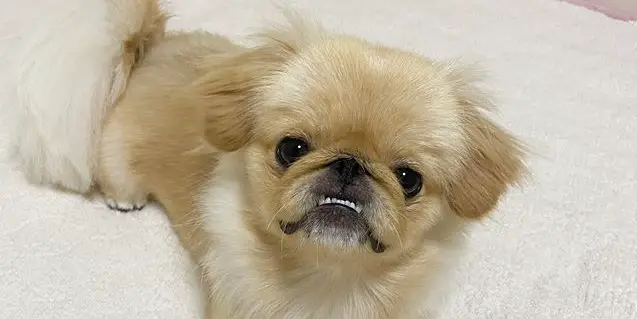 15 Signs You Are A Crazy Pekingese Person