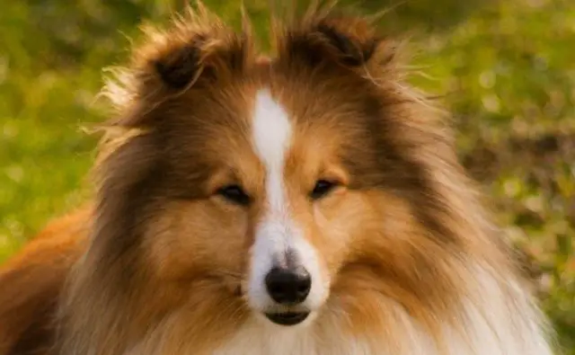 Breed Review: Shetland Sheepdog or Sheltie (17 Pics) - Page 2 of 6