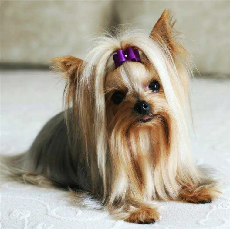 Breed Review: Yorkshire Terrier (17 Pics) - PetTime