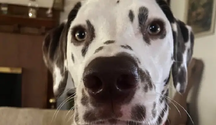 16 Pictures That Prove Dalmatians Are Perfect Weirdos