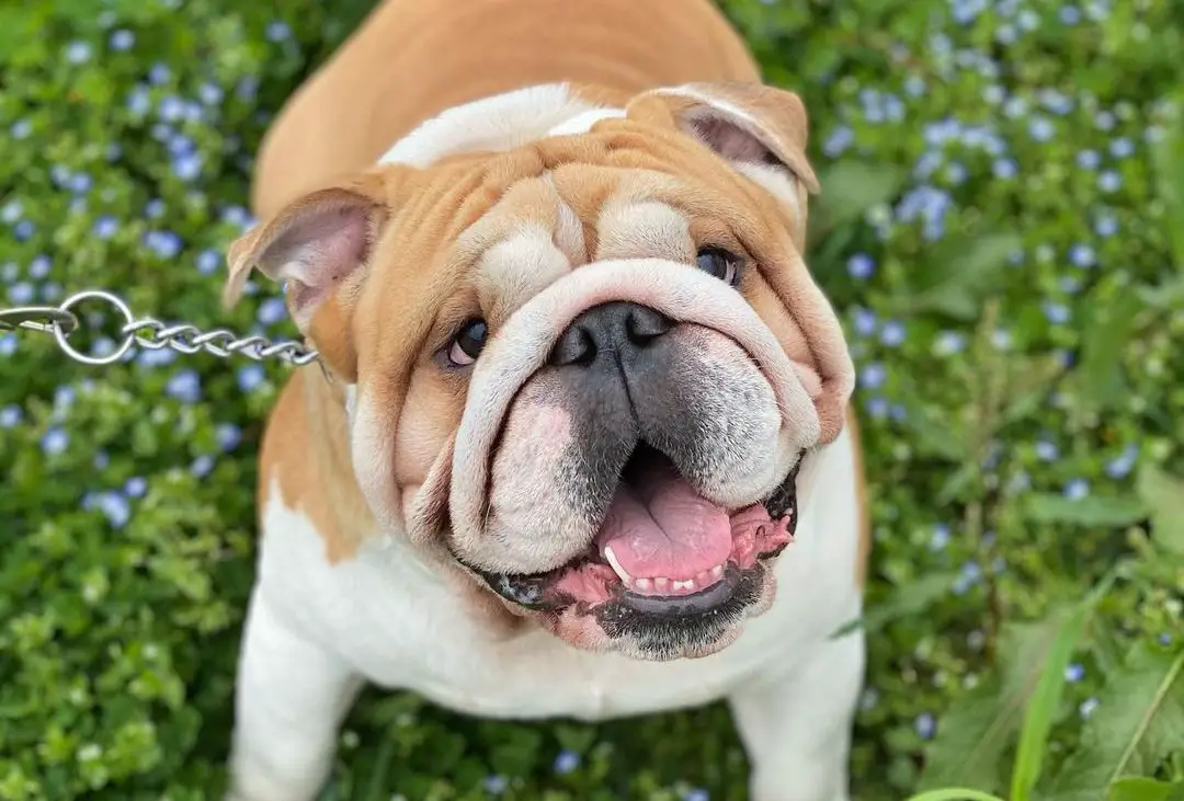 The 17 Cutest English Bulldogs Currently Online PetTime