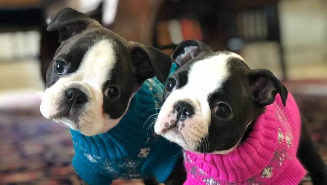 The 15 Cutest Boston Terriers Currently Online - Page 4 of 5 - PetTime