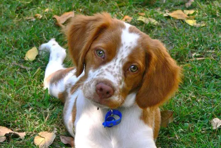 The 14 Cutest Brittany Spaniels Currently Online